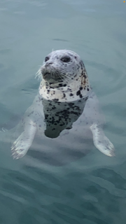 seal